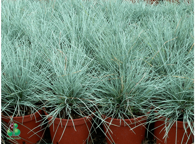 Festuca glauca